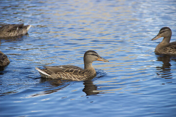 Ducks swim on the water
