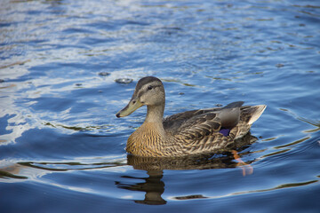 Ducks swim on the water