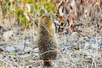 Squirrel in Denali National Park, Alaska