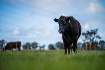 Angus, wagyu and murray grey beef bulls and cows, being grass fed  on a hill in Australia.