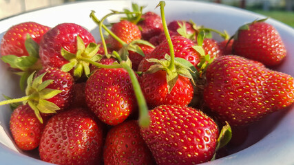 Fresh juicy ripe tasty organic strawberries in an old metal bowl outdoors on a sunny summer day. Strawberry red fresh berries and sweet juicy fruit.