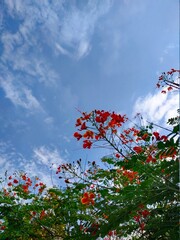 red flower with blue sky background