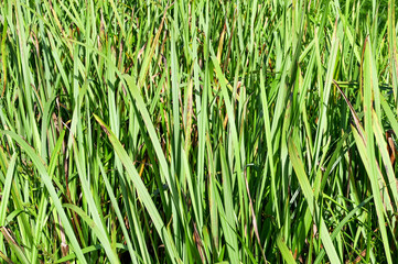 Close up of the leaves of long grass. No people.