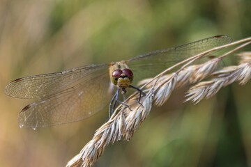Dragonfly - Sympetrum fonscolombii 