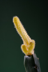 Yellow cactus on a dark green background. Plant in bloom.  Selective focus