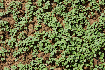 Small mustard plant growing in the garden. Sprouted seeds, microgreens. 