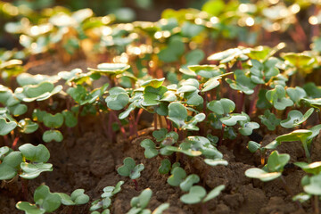 Small mustard plant growing in the garden. Sprouted seeds, microgreens. 