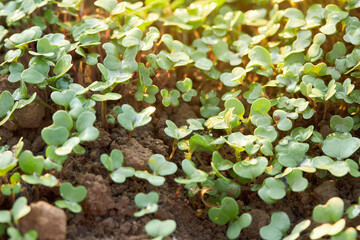 Small mustard plant growing in the garden. Sprouted seeds, microgreens. 