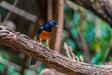 Copsychus malabaricus White-rumped Shama nature of thailand