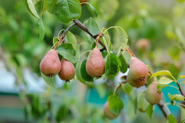 Ripe delicious pears hanging from a tree branch in the garden.
