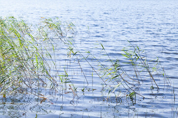 Coastal reed growing in water on a daytime