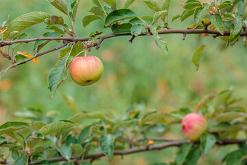 Harvesting apples. Close-up and selective focus of hands picking ripe and fresh green apple.