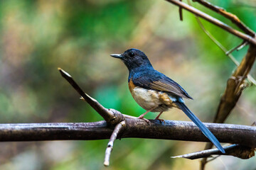 Copsychus malabaricus White-rumped Shama nature of thailand