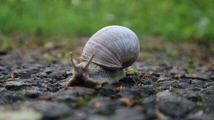 snail on the road
