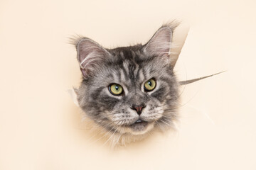 Funny cat's head. Cat looking out through the hole in a paper. Purebred Maine coon cat