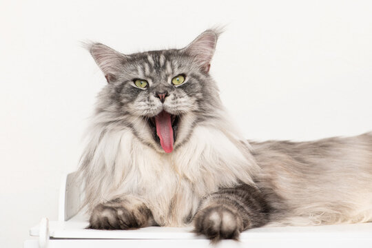 Funny smiling cat. Maine coon gray cat showing tongue