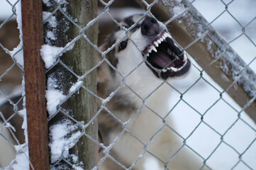 Barking dog in cage. Winter time. Angry animals. 