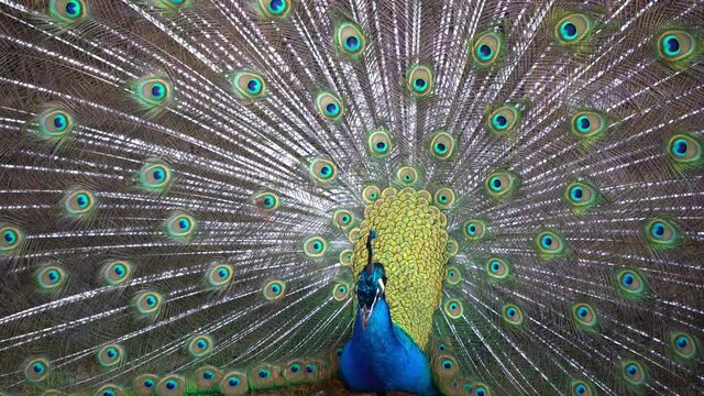 Pfau