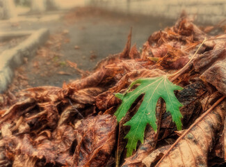 Autumn Leaves Falling From The Tree