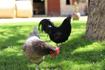 Une poule et un coq dans une cour de ferme