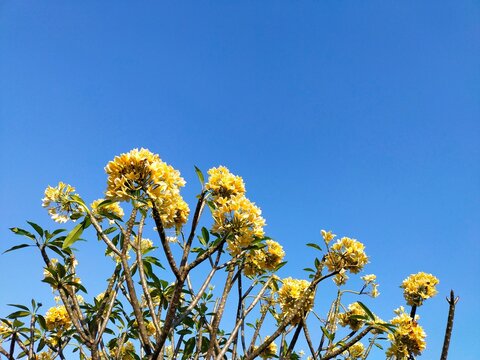 yellow flowers on blue sky background