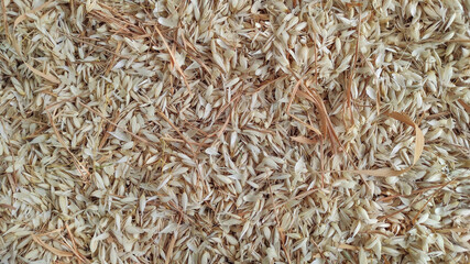 Oats for medicinal purposes. Used in folk medicine. Oats texture.