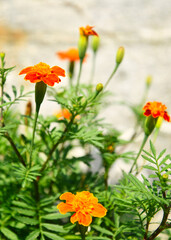 봄 여름 아름다움 꽃