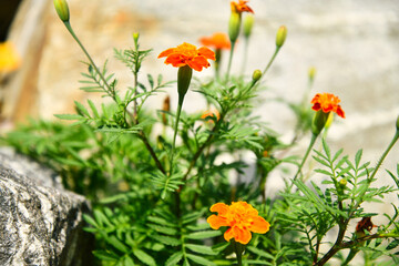 봄 여름 아름다움 꽃