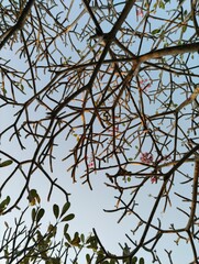 branches against blue sky