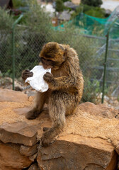 Bei&szlig;ender Affe