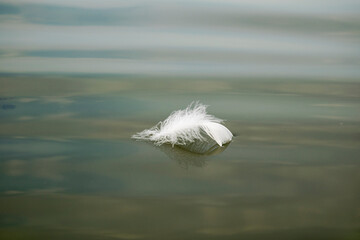 The white feather of the swan floats along the surface of the water.