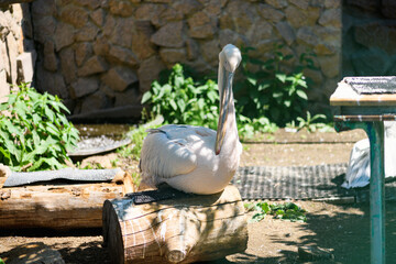 White pelican sitting on a tree stump, close-up. Animal in captivity