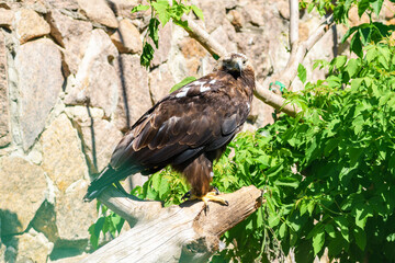 Bird golden eagle sits on a branch in the wild, close-up. Aquila chrysaetos