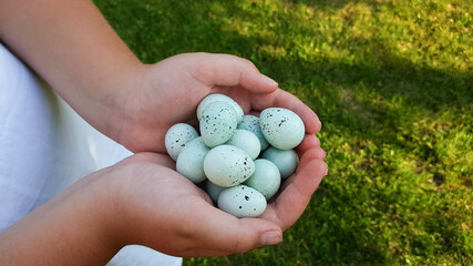a farmer holds blue quail eggs in his hands. quail parody celadon. healthy dietary nutrition. colored easter eggs