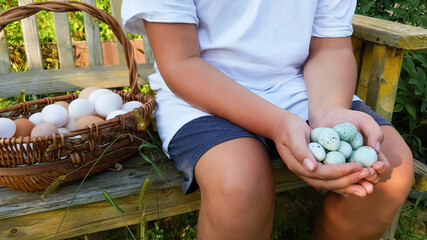 blue eggs in the hands of a farmer. The Celadon quail is a special variety of Coturnix quails that...