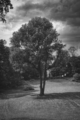 Naklejka premium Tree in the wind