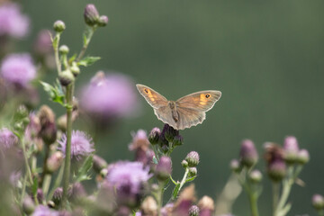 Schmetterling Großes Ochsenauge
