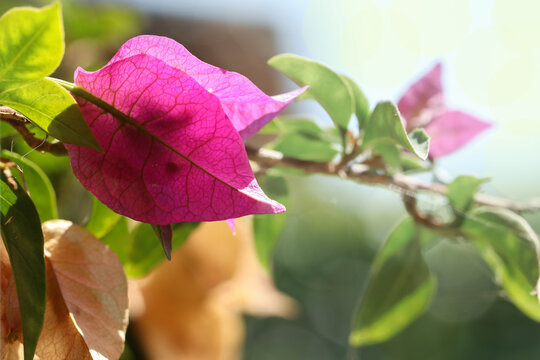 Bougainvillea glabra. Bouganville con brattea porpora in controluce.