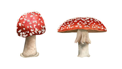 Fly agaric mushrooms illustration. Botanical illustration with red amanita mushroom for fall and holidays decor
