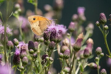 Schmetterling Großes Ochsenauge auf Distelblüten