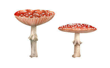 Watercolor amanita mushroom set. Botanical illustration with fly agaric mushrooms for autumn decor and design