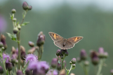 Schmetterling Großes Ochsenauge