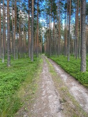 Fototapeta premium path in the woods