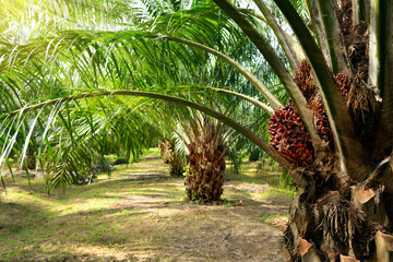 Palm oil plantation growing up.