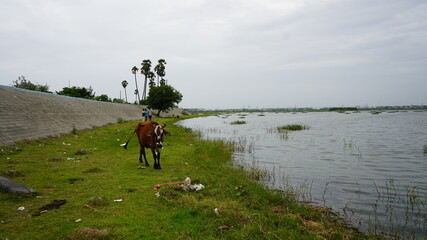 cow on the river side