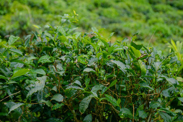 Tea plant in the tea plantation 