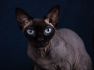Echte Nacktkatze Sphynx mit blauen klaren Augen