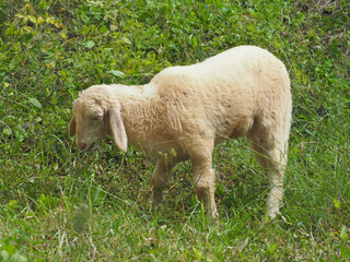 Sheep (Ovis aries) grazing in the early morning sun.