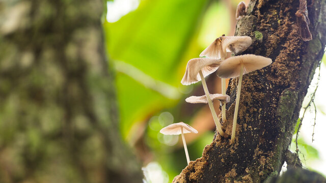 Mushroom, Liberty Cap, Magic Mushroom (Psilocybe semilanceata) grows on trees. Natural blurred background.