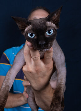 Echte Nacktkatze Sphynx mit blauen klaren Augen